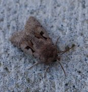 Buemerket seljefly (Orthosia gothica)