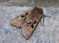 Buemerket seljefly (Orthosia gothica)