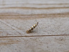 Argyresthia trifasciata