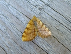 Brun buemåler (Macaria brunneata)