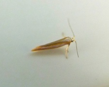 Argyresthia aurulentella