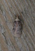 Agonopterix liturosa