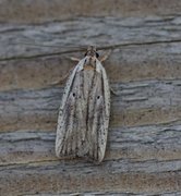 Agonopterix nervosa