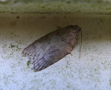 Lønnebladflatvikler (Acleris sparsana)