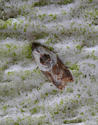 Marmorflatvikler (Acleris variegana)