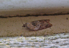 Marmorflatvikler (Acleris variegana)