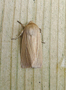 Halmgult gressfly (Mythimna pallens)