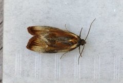 Skumringsvikler (Eulia ministrana)