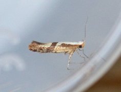 Kirsebærmøll (Argyresthia pruniella)