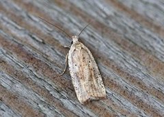 Agonopterix nervosa