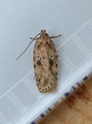 Agonopterix arenella