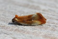 Skumringsvikler (Eulia ministrana)