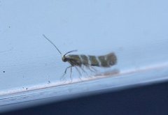 Argyresthia trifasciata