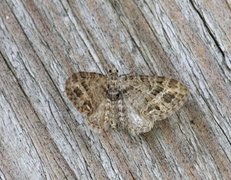 Strekdvergmåler (Eupithecia exiguata)