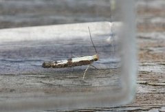 Rognebærmøll (Argyresthia conjugella)