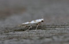 Argyresthia