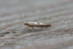 Argyresthia