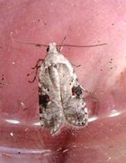 Agonopterix alstromeriana