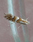 Phyllonorycter salicicolella