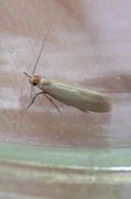 Argyresthia glabratella