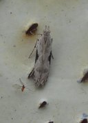 Hypatima rhomboidella