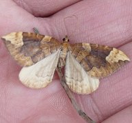 Blåbærmåler (Eulithis populata)