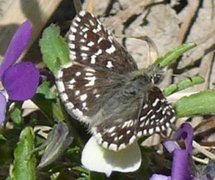 Bakkesmyger (Pyrgus malvae)