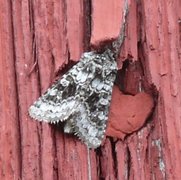 Tofargefly (Hecatera bicolorata)