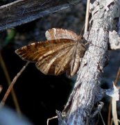 Ospemåler (Epirranthis diversata)