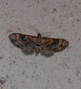 Torskemunndvergmåler (Eupithecia linariata)