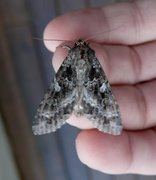 Mørkt skogfly (Eurois occulta)