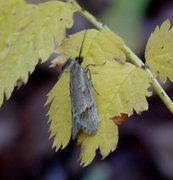 Høstdorskmøll (Diurnea lipsiella)