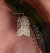 Lys ospeflatvikler (Acleris roscidana)