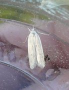 Gul knoppurtflatmøll (Agonopterix kaekeritziana)