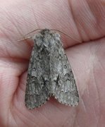 Myrkveldfly (Acronicta menyanthidis)