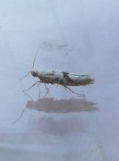 Argyresthia sorbiella