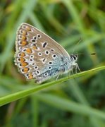 Sankthansblåvinge (Aricia artaxerxes)