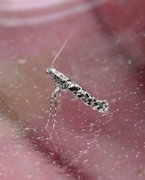 Caloptilia cuculipennella