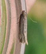 Xystophora pulveratella