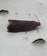 Nypefrøvikler (Grapholita tenebrosana)