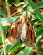 Båndbjellevikler (Archips crataegana)