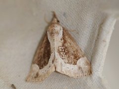 Blåbærnebbfly (Hypena crassalis)