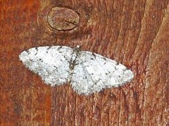 Punktbarkmåler (Aethalura punctulata)