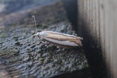 Perlemornebbmott (Catoptria margaritella)