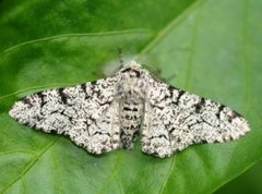 Bjørkelurvemåler (Biston betularia)