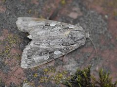 Mørkt skogfly (Eurois occulta)