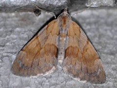 Fjærbarmåler (Thera firmata)