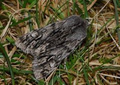 Vårlurvefly (Brachionycha nubeculosa)