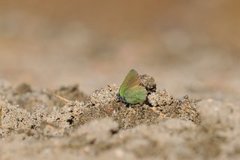 Grønnstjertvinge (Callophrys rubi)