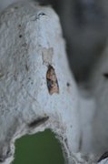 Jordbær-/buskflatvikler (Acleris comariana/laterana)